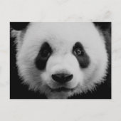Panda Briefkaart (Voorkant)