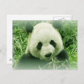 Panda Briefkaart (Voorkant / Achterkant)