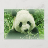 Panda Briefkaart (Voorkant)