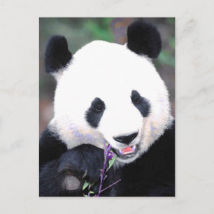 Panda Briefkaart