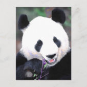 Panda Briefkaart (Voorkant)
