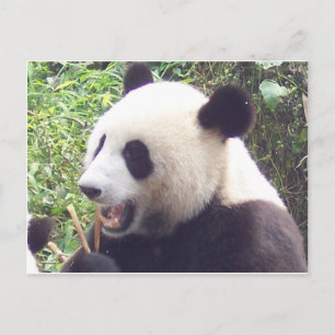 Panda Briefkaart