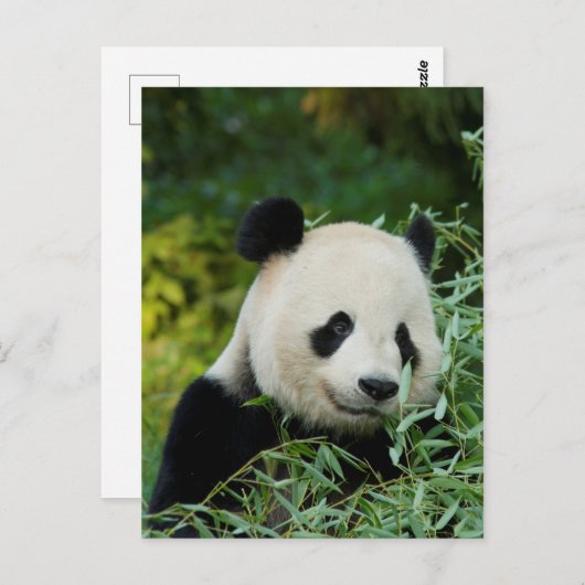 Panda Briefkaart (Voorkant / Achterkant)