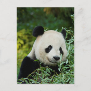 Panda Briefkaart