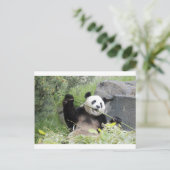 Panda Briefkaart (Staand voorkant)