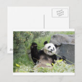 Panda Briefkaart (Voorkant / Achterkant)