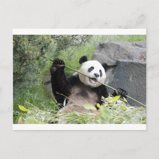 Panda Briefkaart (Voorkant)