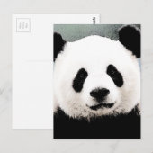 Panda Briefkaart (Voorkant / Achterkant)