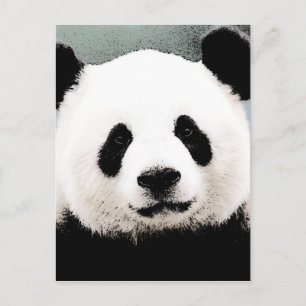 Panda Briefkaart