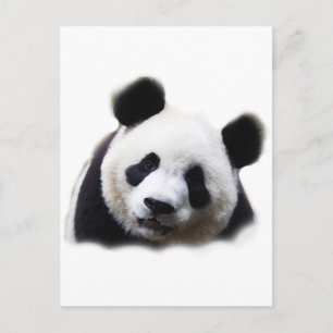 Panda Briefkaart