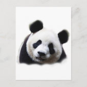Panda Briefkaart (Voorkant)