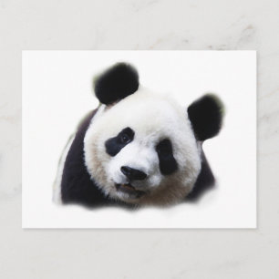 Panda Briefkaart