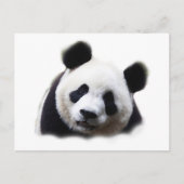 Panda Briefkaart (Voorkant)