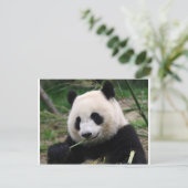 Panda Briefkaart (Staand voorkant)