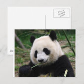 Panda Briefkaart (Voorkant / Achterkant)