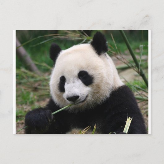 Panda Briefkaart (Voorkant)