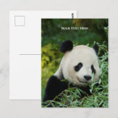 Panda Briefkaart (Voorkant / Achterkant)