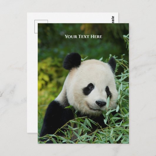 Panda Briefkaart (Voorkant / Achterkant)