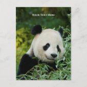 Panda Briefkaart (Voorkant)