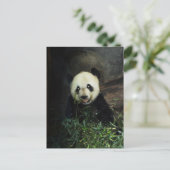 Panda Briefkaart (Staand voorkant)