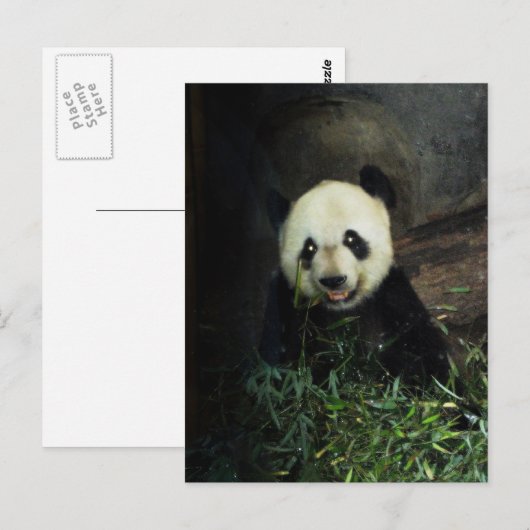 Panda Briefkaart (Voorkant / Achterkant)