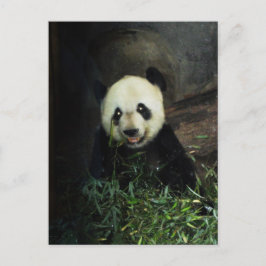 Panda Briefkaart