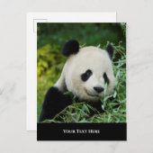 Panda Briefkaart (Voorkant / Achterkant)
