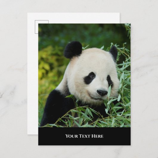 Panda Briefkaart (Voorkant / Achterkant)