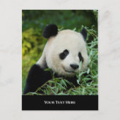 Panda Briefkaart (Voorkant)
