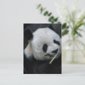 Panda Briefkaart (Staand voorkant)