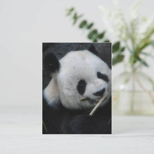 Panda Briefkaart (Staand voorkant)