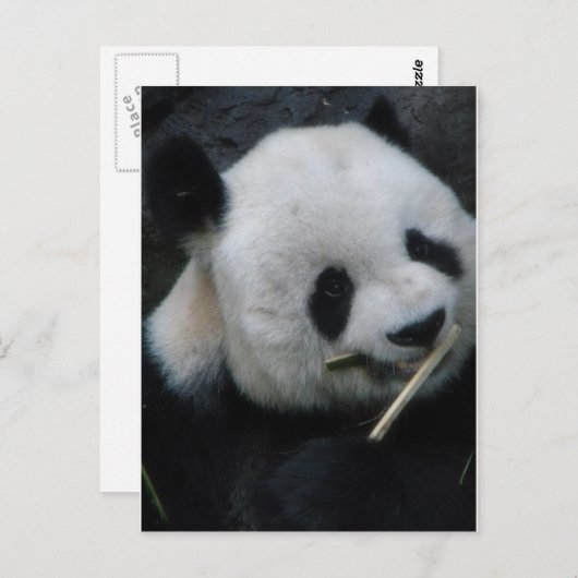 Panda Briefkaart (Voorkant / Achterkant)