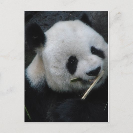 Panda Briefkaart (Voorkant)