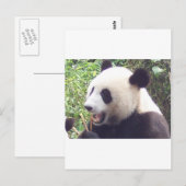 Panda Briefkaart (Voorkant / Achterkant)