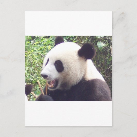 Panda Briefkaart (Voorkant)