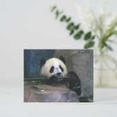 Panda Briefkaart (Staand voorkant)