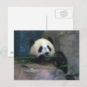 Panda Briefkaart (Voorkant / Achterkant)
