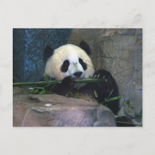 Panda Briefkaart