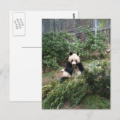 Panda Briefkaart (Voorkant / Achterkant)