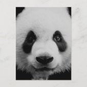 Panda Briefkaart (Voorkant)