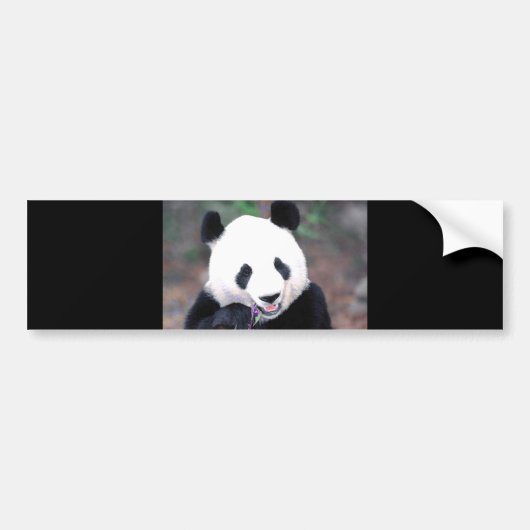 Panda Bumpersticker (Voorkant)