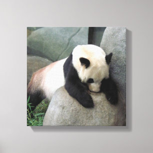 Panda Canvas