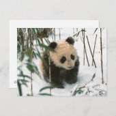 Panda cub on snow, Wolong, Sichuan, China 2 Briefkaart (Voorkant / Achterkant)