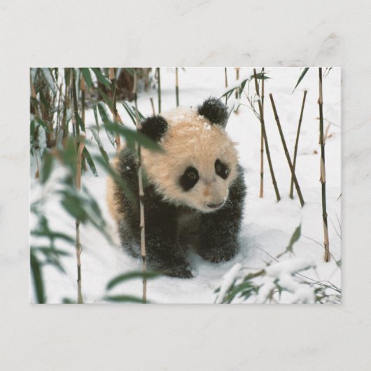 Panda cub on snow, Wolong, Sichuan, China 2 Briefkaart (Voorkant)