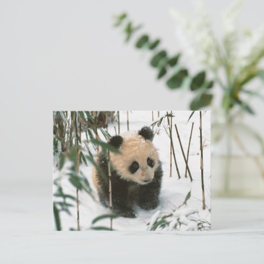 Panda cub on snow, Wolong, Sichuan, China 2 Briefkaart (Staand voorkant)