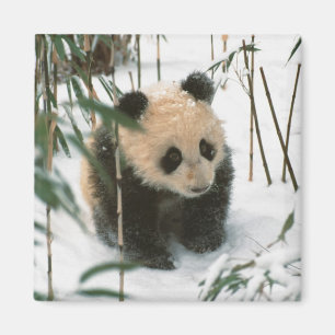 Panda cub op sneeuw, Wolong, Sichuan, China Magneet