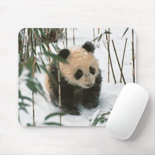 Panda cub op sneeuw, Wolong, Sichuan, China Muismat (Met muis)