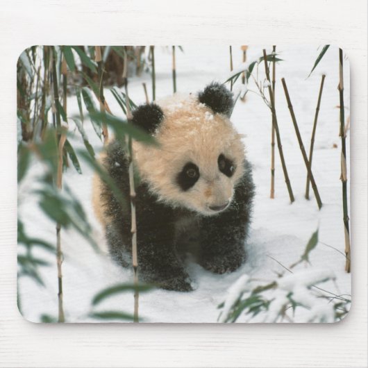Panda cub op sneeuw, Wolong, Sichuan, China Muismat (Voorkant)