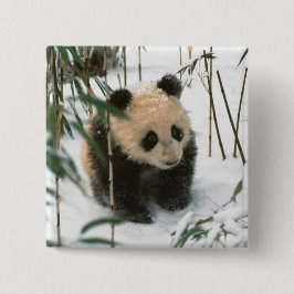 Panda cub op sneeuw, Wolong, Sichuan, China Vierkante Button 5,1 Cm