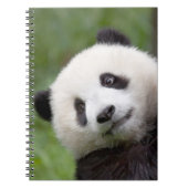 Panda cub schilderij notitieboek (Voorkant)